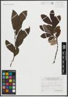 Foto von Salix appendiculata Vill.